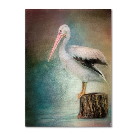 Jai Johnson 'Perched Pelican' Canvas Art,35x47